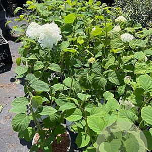 Hydrangea a. Strong Annabelle 40-50 cm 5,0L