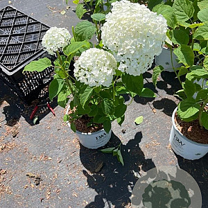 Hydrangea a. Strong Annabelle 40-50 cm 5,0L