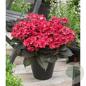 Hydrangea m. Black Diam. Dark Angel 15-20 cm 2,0L