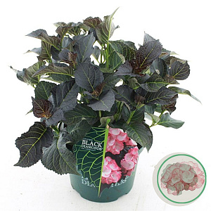 Hydrangea m. Bl. Di. Midnight Pearl 30-40 cm 5,0L