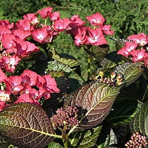 Hydrangea m. Black Diam. Red Angel 15-20 cm 2,0L