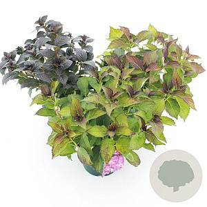 Hydrangea m. Bl D.Red Angel Purple 30-40 cm 5,0L