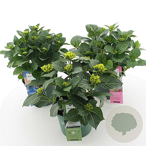 Hydrangea m. Mag. Four Seasons Mix 30-40 cm 5,0L