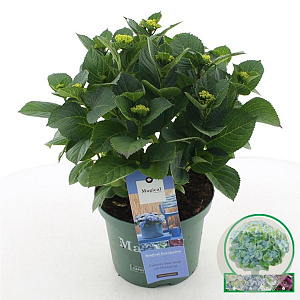 Hydrangea m. Magical Revolution 30-40 cm 5,0L blauw