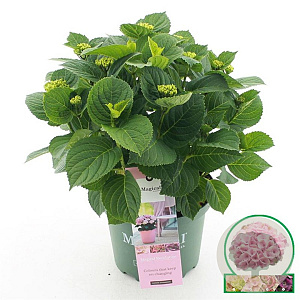 Hydrangea m. Magic. Revolution Pink 30-40 cm 5,0L rose