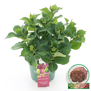 Hydrangea m. Magical Ruby Tuesday 30-40 cm 5,0L