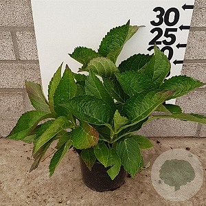 Hydrangea m. 'Mariesii Perfecta' 25-30 cm 2,0L