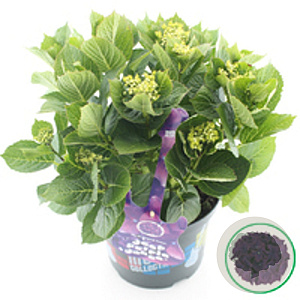 Hydrangea m. Music C. B. B.woogie 15-20 cm 2,0L