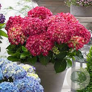 Hydrangea m. Music Coll. Red Reggae 15-20 cm 2,0L