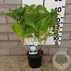 Hydrangea m. 'Soeur Thérèse' 25-30 cm 2,0L