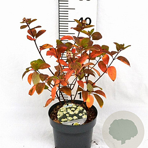 Hydrangea pan. Baby Lace 30-40 cm 3,0L