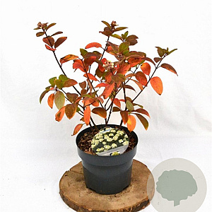 Hydrangea pan. Baby Lace 30-40 cm 3,0L