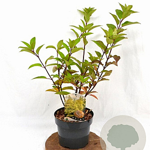 Hydrangea pan. Candlelight 40-50 cm 3,0L