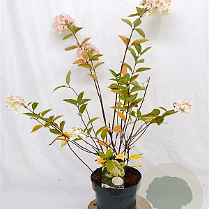 Hydrangea pan. 'Grandiflora' 40-60 cm 5,0L
