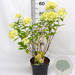 Hydrangea pan. 'Limelight' 40-50 cm 3,0L