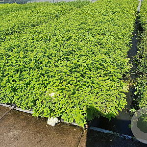 Hydrangea pan. 'Limelight' 40-50 cm 3,0L