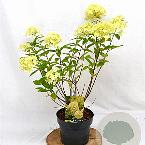 Hydrangea pan. 'Limelight' 40-50 cm 3,0L