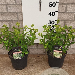 Hydrangea pan. Little Lime 40-60 cm 5,0L