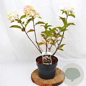 Hydrangea pan. Living Pink & Rose 30-40 cm 3,0L