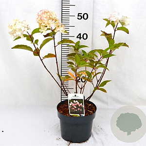 Hydrangea pan. Living Pink & Rose 30-40 cm 3,0L