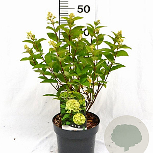 Hydrangea pan. Magical Candle 40-50 cm 3,0L