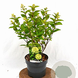 Hydrangea pan. Magical Candle 40-50 cm 3,0L