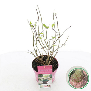 Hydrangea pan. Pinklight 20-25 cm 2,0L
