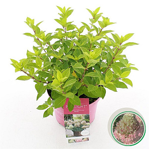 Hydrangea pan. Pinklight 30-40 cm 5,0L