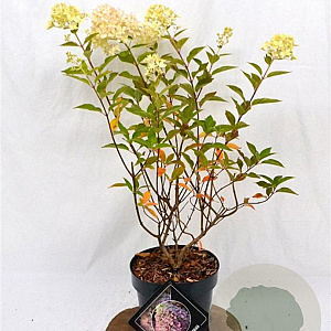 Hydrangea pan. Pixio 30-40 cm 3,0L