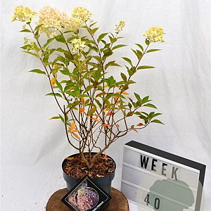 Hydrangea pan. Pixio 30-40 cm 3,0L