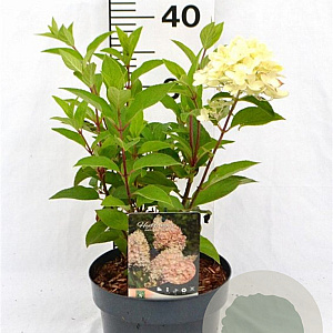 Hydrangea pan. 'Silver Dollar' 40-50 cm 3,0L