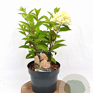 Hydrangea pan. 'Silver Dollar' 40-50 cm 3,0L