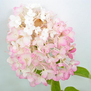 Hydrangea pan. 'Silver Dollar' 40-50 cm 3,0L