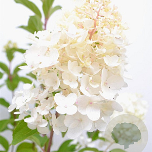 Hydrangea pan. 'Silver Dollar' 40-50 cm 3,0L