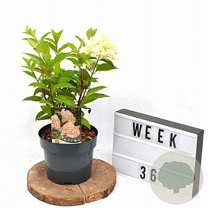 Hydrangea pan. 'Silver Dollar' 40-50 cm 3,0L