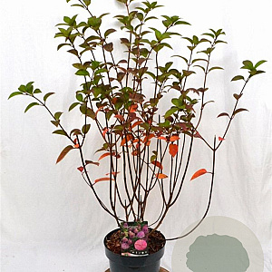 Hydrangea pan. Sundae Fraise 40-60 cm 5,0L