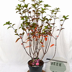 Hydrangea pan. Sundae Fraise 40-60 cm 5,0L