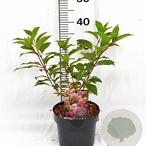 Hydrangea pan. Vanille-Fraise 30-40 cm 3,0L