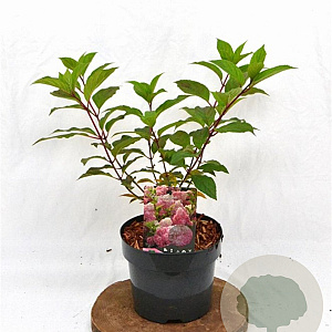 Hydrangea pan. Vanille-Fraise 30-40 cm 3,0L