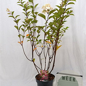 Hydrangea pan. Vanille-Fraise 40-60 cm 5,0L