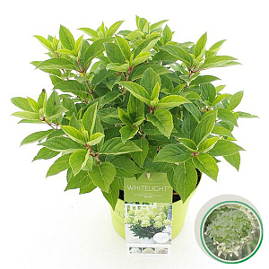 Hydrangea pan. Whitelight 35-45 cm 5,0L