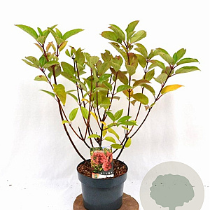 Hydrangea pan. 'Wim's Red' 40-60 cm 5,0L