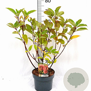 Hydrangea pan. 'Wim's Red' 40-60 cm 5,0L