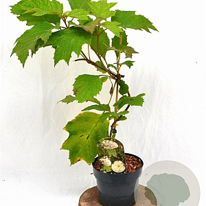 Hydrangea quercifolia 30-40 cm 3,0L