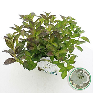 Hydrangea Runaway Bride 25-30 cm 3,0L