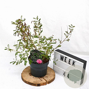 Indigofera heterantha 30-40 cm 3,0L