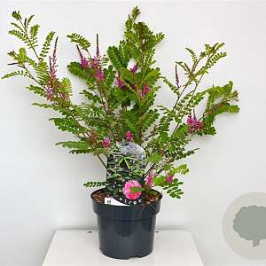 Indigofera heterantha 30-40 cm 3,0L