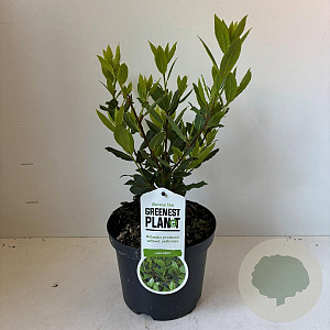 Laurus nobilis 30-40 cm 3,5L