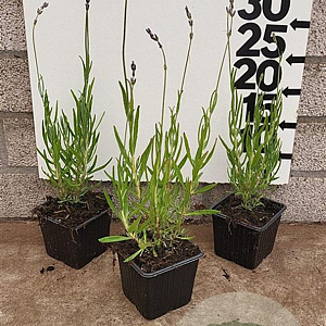Lavandula ang. 'Dwarf Blue' plantgoed P9