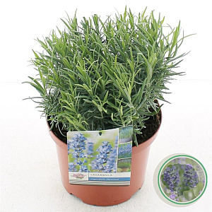 Lavandula ang. 'Munstead' 25-30 cm 5,0L